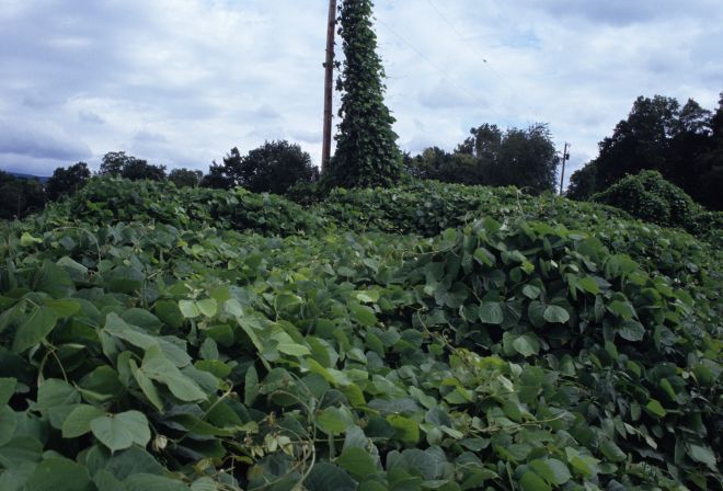 Millions of dollars are spent every year to address the effects kudzu has on utility poles (phot credi: eol.org)