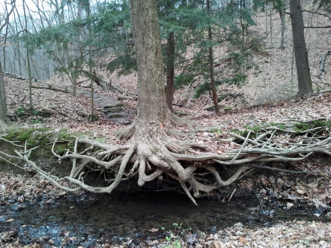 Tree growing along a creek bed at The Nature Institute, a privately owned nature preserve in Godfrey, Illinois