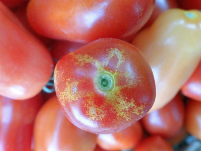 'San Marzano' Roma Tomato. We grew three other varieties of tomatoes along with this one.