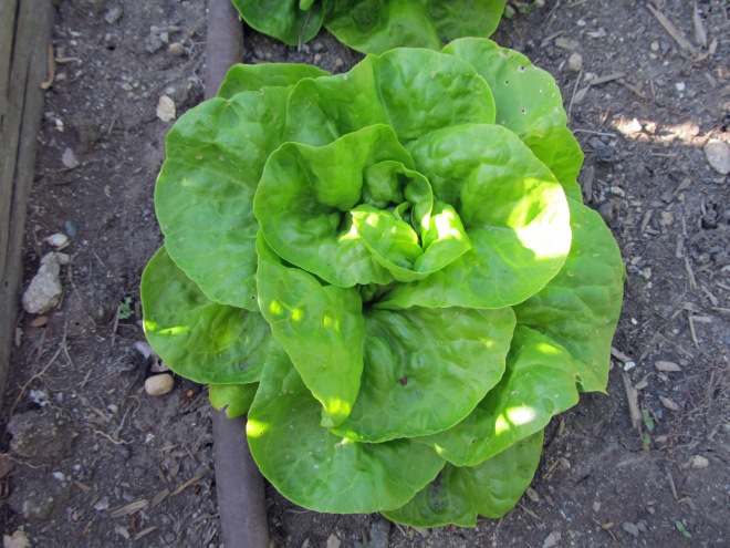 We grew several varieties of lettuce. This is one that I was most excited about. It's called 'Tennis Ball.' It is a miniature butterhead type that Thomas Jefferson loved and used to grow in his garden at Monticello.