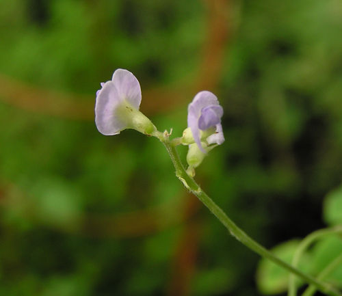 Glycine tomentella - one of soybean's perennial cousins (photo credit: www.eol.org)