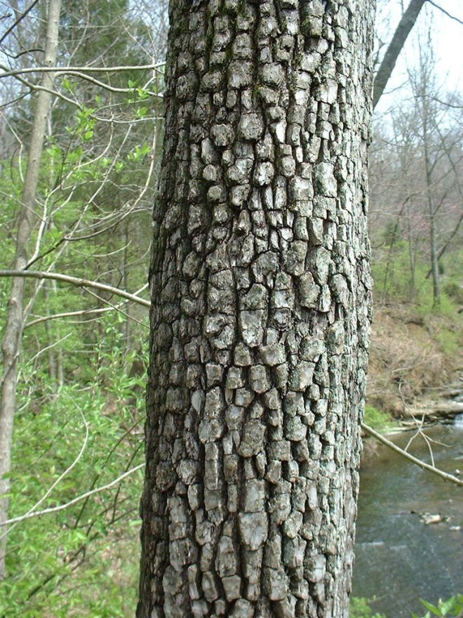 Characteristic bark of common persimmon, Diospyros virginiana (photo credit: www.eol.org)