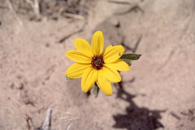 Desert sunflower (Helianthus deserticola) - One of three hybrid species born of H. annuus and H. petiolaris, "highlighting the expanded potential of hybrid species...through colonization of extreme habitats where neither parental species can survive." (photo credit: www.eol.org)