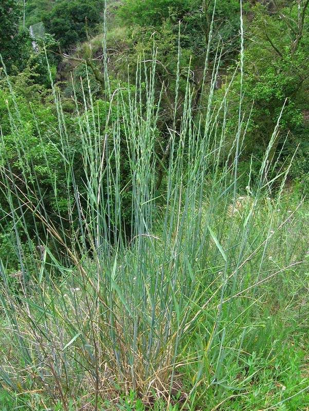 Intermediate wheatgrass (Thinopyrum intermedium) "produces much larger seeds in the greenhouse during the winter than ever seen in the field during the summer," an example of phenotypic plasticity. (photo credit: www.eol.org)