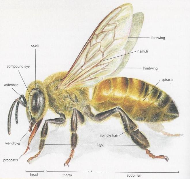 bee anatomy_california bees and blooms book
