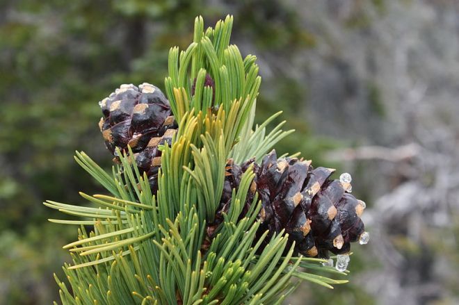 Cones of whitebark pine, Pinus albicaulis (photo credit: wikimedia commons)