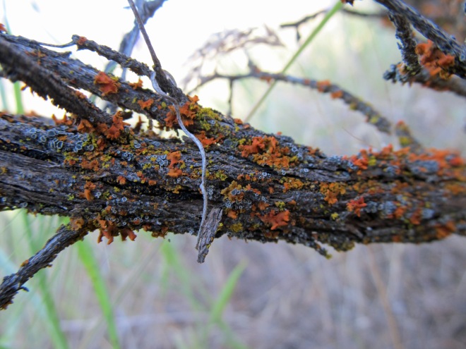 Lichens on the branch of basin big sagebrush (Artemisia tirdentata sbsp. tridentata) another common native shrub.