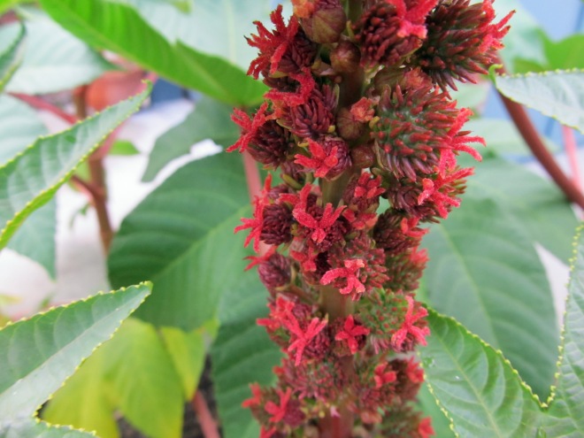 Female flowers and fruits forming on castor bean.