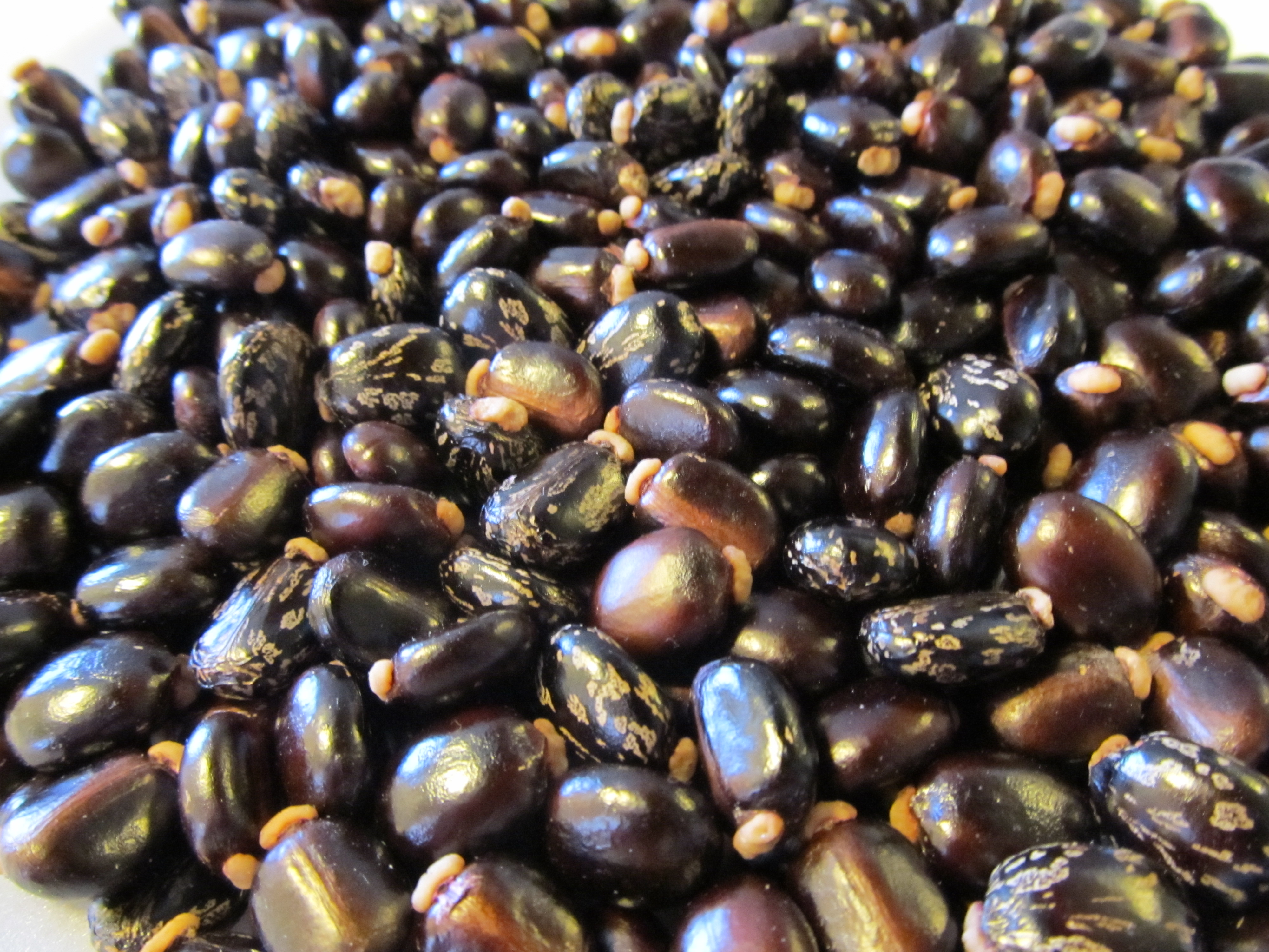 Image result for image of castor seed