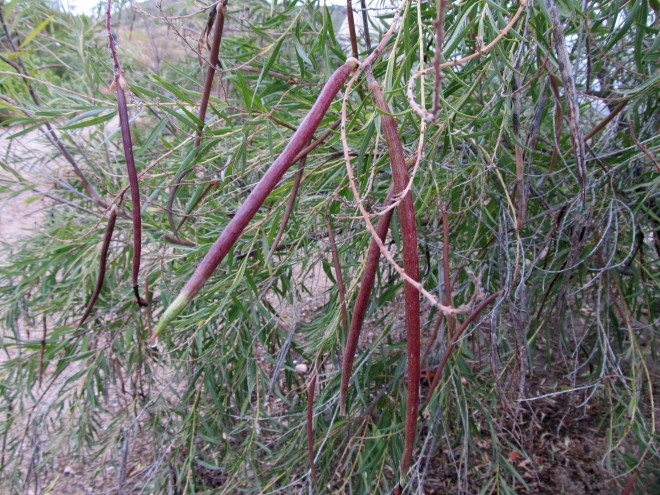 The fruits of Chilopsis linearis.