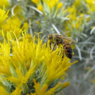 rubber rabbitbrush flowers with honeybee