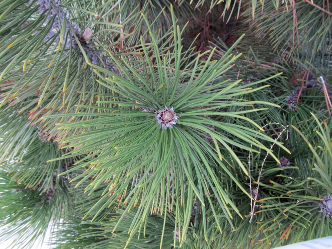 Pinus heldreichii 'green bun'