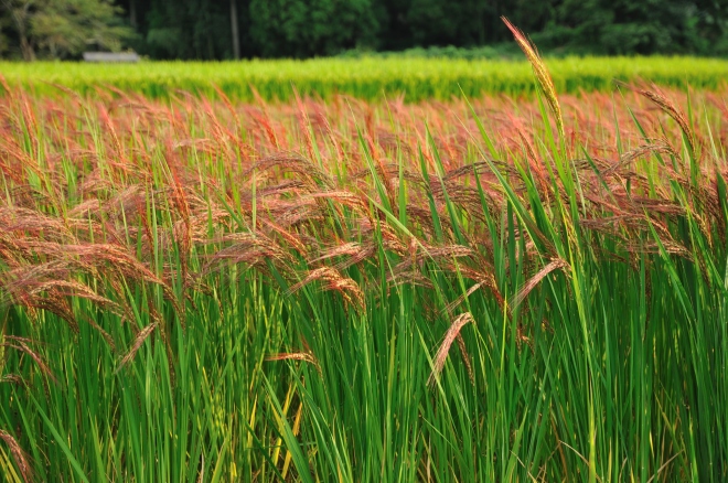 Red rice paddy in Japan - photo credit: wikimedia commons