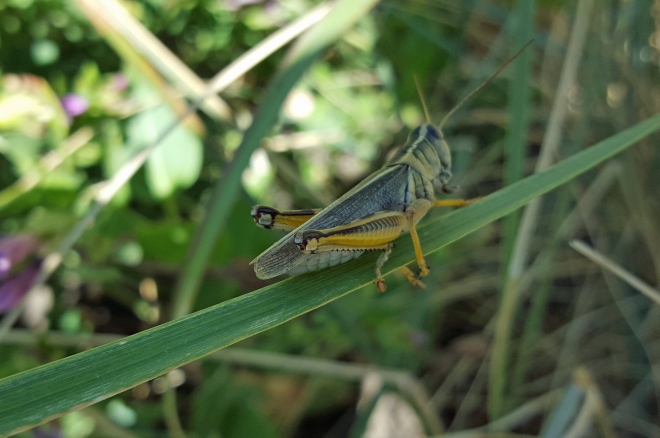 grasshopper on blade of grass