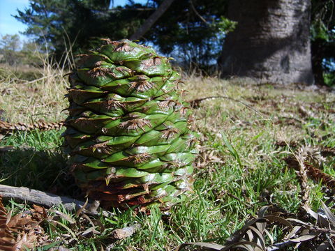 Bunya pine cone (Araucaria bidwillii) - photo credit: www.eol.org