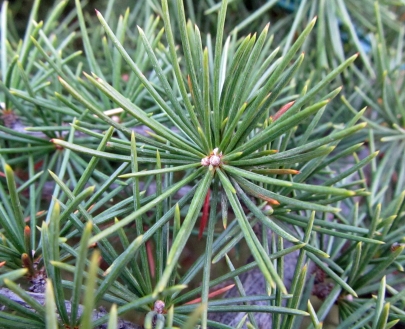 Cedar of Lebanon (Cedrus libani 'Pendula')