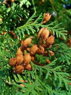 Northern White-cedar (Thuja occidentalis)