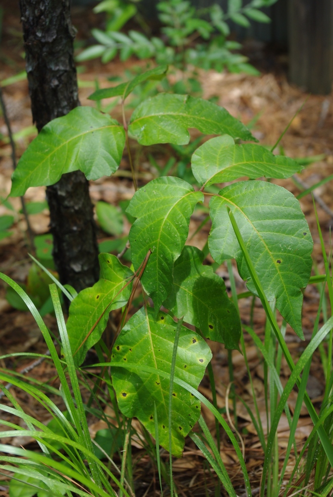 Leaflets of three? Let if be. Poison ivy (Toxicodendron radicans). photo credit: wikimedia commons