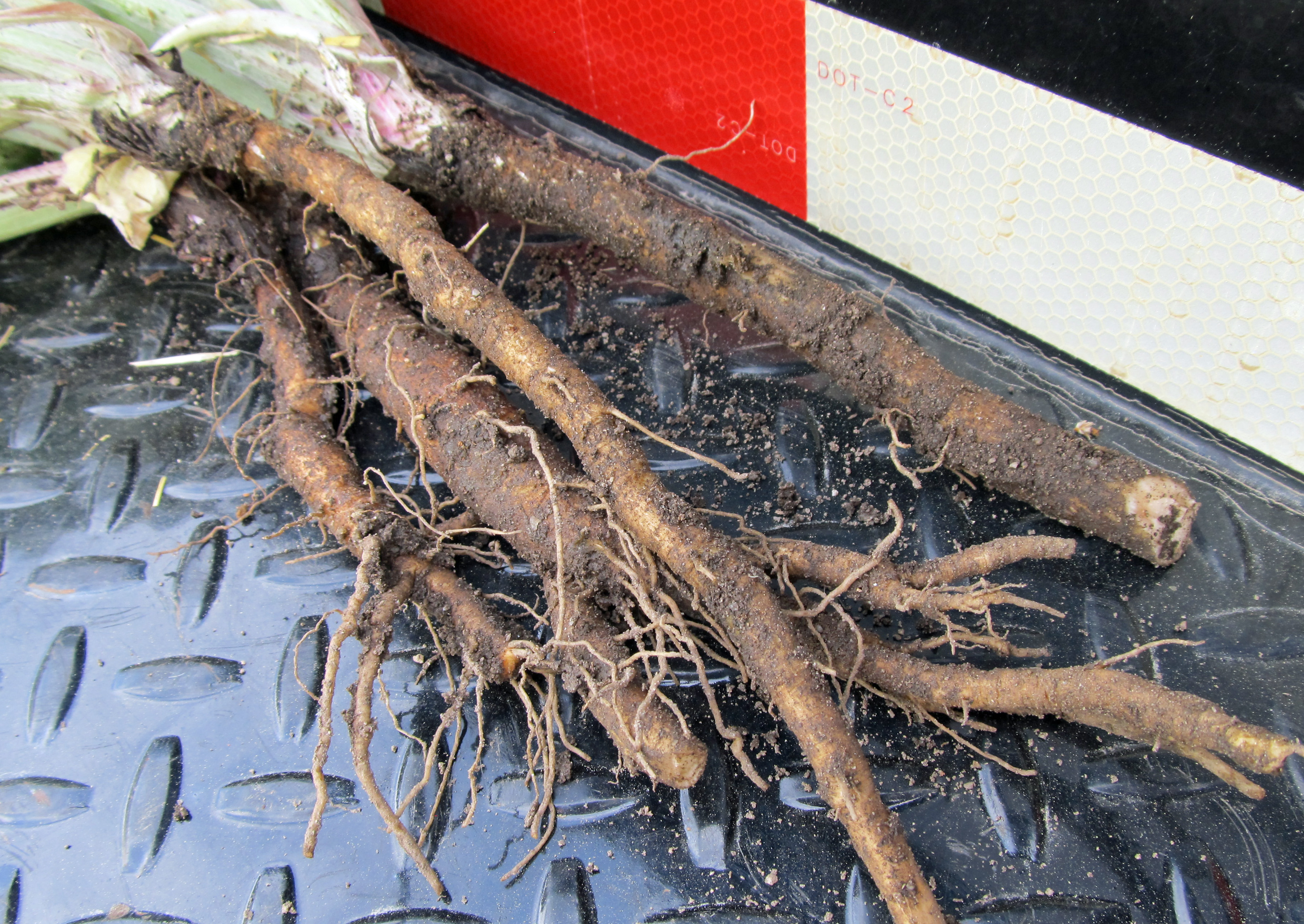 Image of Burdock weed root