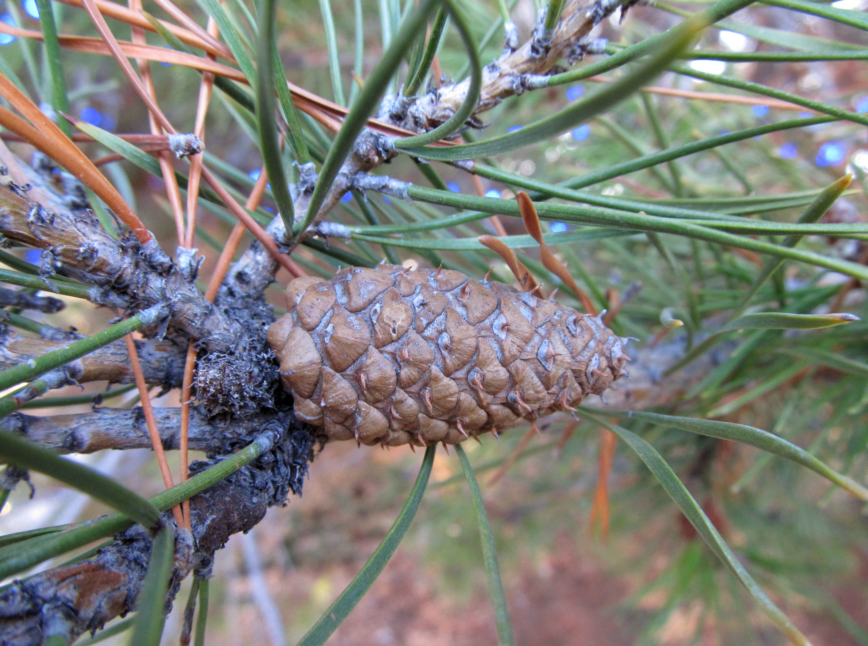 how to grow a pine cone