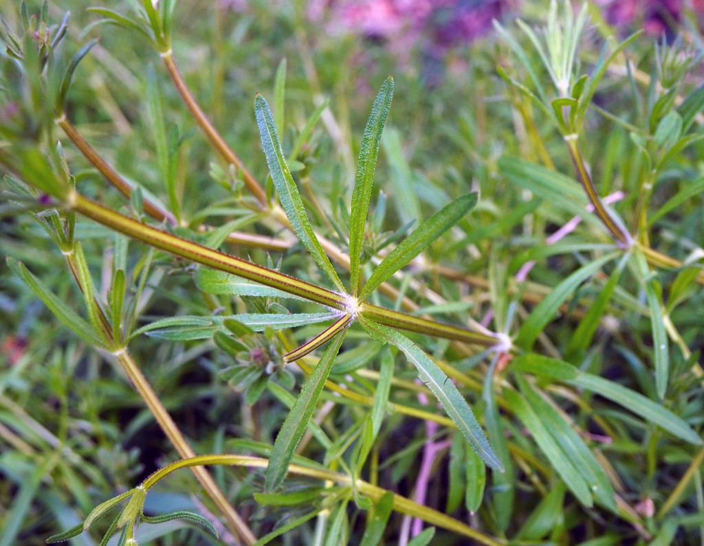 Catchweed Bedstraw or Velcro Plant - Pests in the Urban Landscape - ANR  Blogs